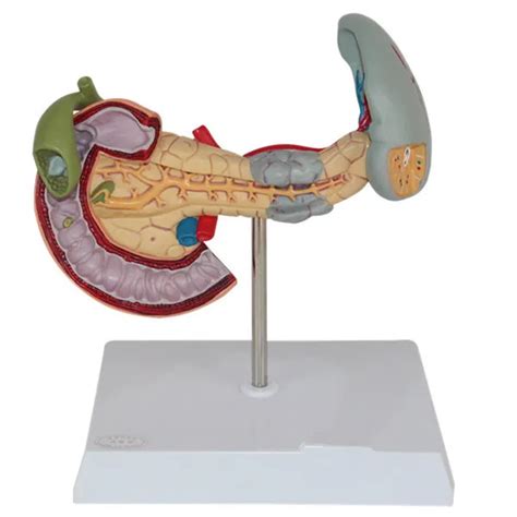 11 Life Size Human Anatomical Pancreas With Spleen And Duodenum Model