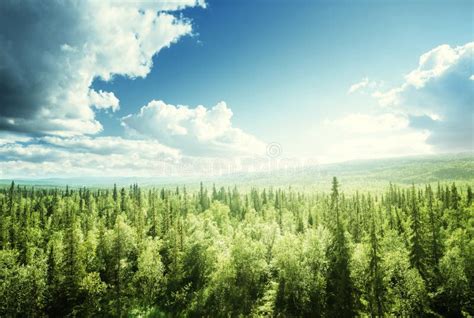 Forest In Sunny Day Stock Photo Image Of Cloud Mountain 100975238