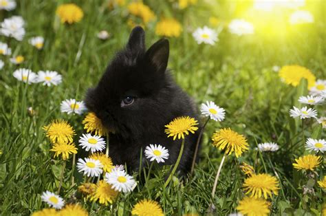 What Flowers To Plant That Rabbits Wont Eat Fruit Garden