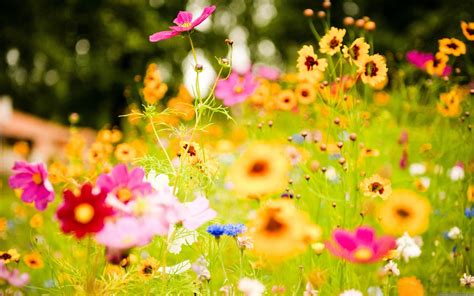 Every day new pictures and just beautiful wallpaper for your desktop flowers completely free. Download Wallpaper Flower Full Hd Gallery