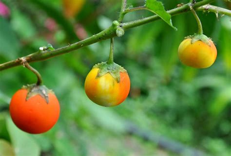 Wild Tomatoes Can Help In Making Commercial Varieties Disease Free