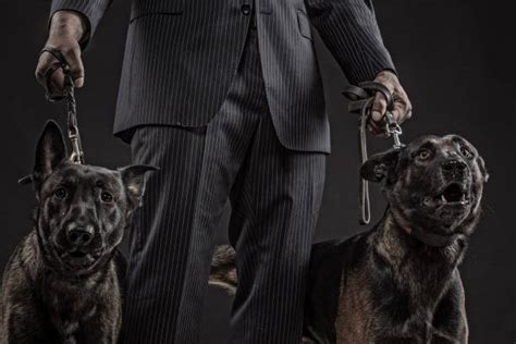 Royalty Free Gangster Dog Pictures Images And Stock Photos Istock
