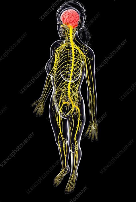 Female Nervous System Artwork Stock Image F0075712 Science
