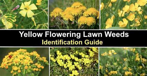Yellow Flowering Lawn Weeds Identification And Control With Pictures