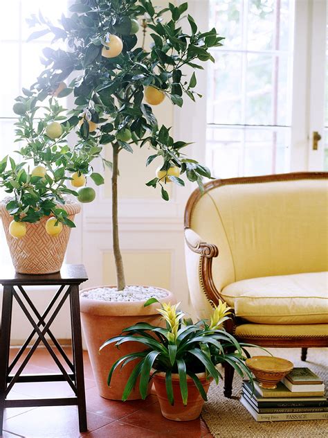 How To Grow A Lemon Tree Indoor Plant Guide In 2020 Living Room
