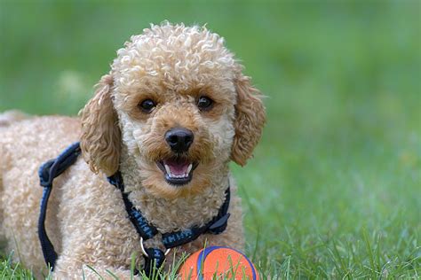 This beautiful dog is the perfect subject for all kinds of items from household items to jewelry. Poodle Gifts | 14 Gifts for Poodle Lovers in 2019 | Rover.com