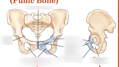 Pubis Pubic Bone Anatomy Diagram Quizlet