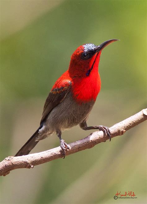 South East Asia Birds Malaysia Birds Paradise Crimson Sunbird