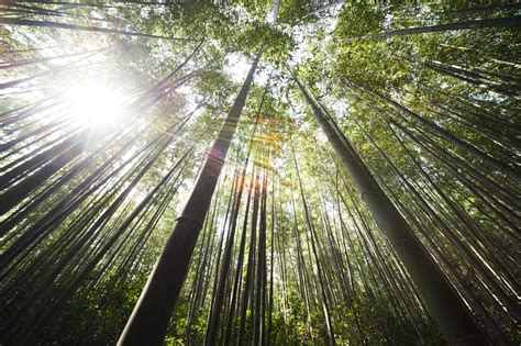 Sunlight Over Brown Bamboo Trees · Free Stock Photo