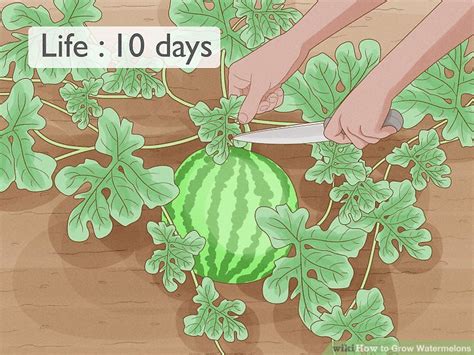 3 Ways To Grow Watermelons Wikihow