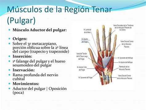 Ppt Musculos De La Mano Powerpoint Presentation Id4015922