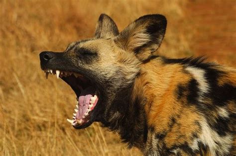 Do African Wild Dogs Bark