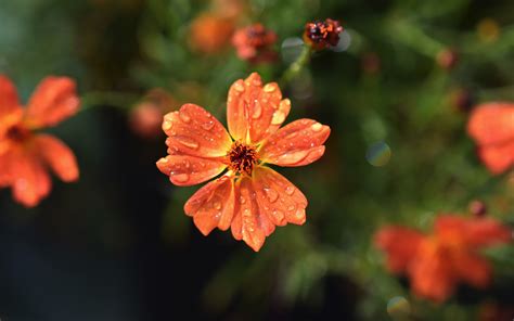 Download Wallpaper 3840x2400 Drops Orange Flowers Flora Blur 4k