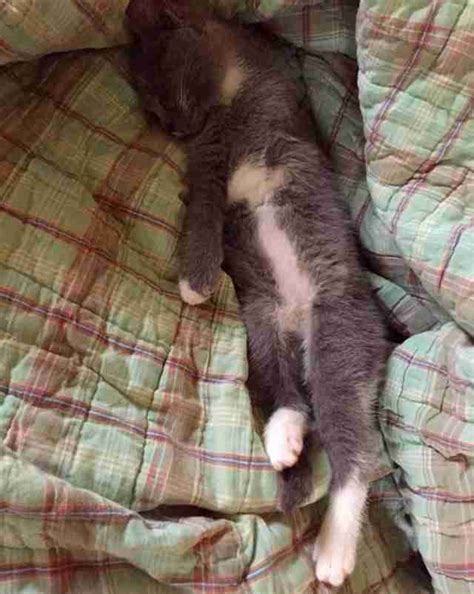 Shelter Kitten Born Without A Leg Gets A Mom At The Very Last Minute