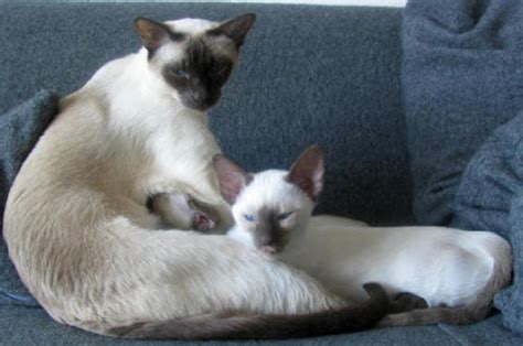 Traditional Siamese Cat Breed Information Images Characteristics Health