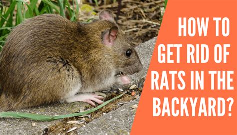 How To Get Rid Of Rats In The Backyard Improved Yard