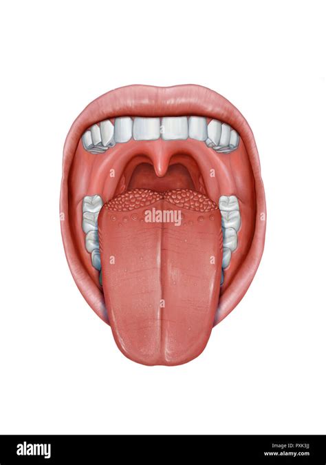 Diagram Tongue Hi Res Stock Photography And Images Alamy