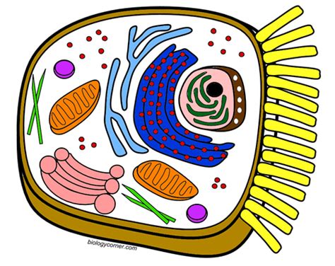 Animal cell anatomy activity key. Color a Typical Animal Cell