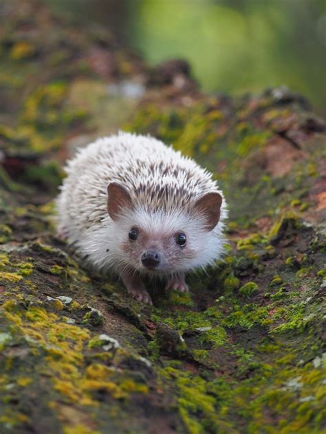 Hedgehog By Jasonmon I Just Love Hedgehogs Animals Pinterest