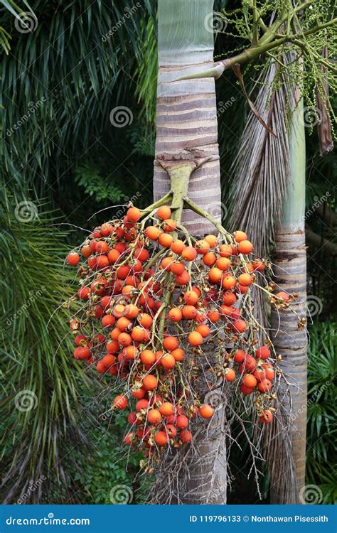 Palm Tree Red Orange Seed Berries Stock Image Image Of Bunch Fruit