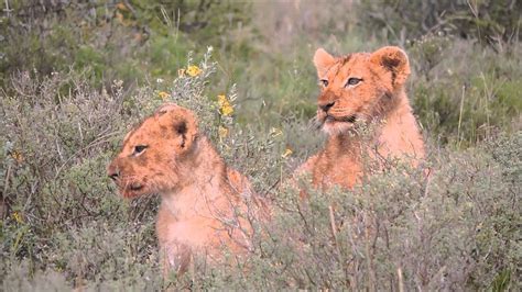 Very Cute Lion Cubs Youtube