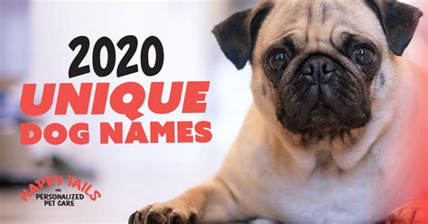 Unique Dog Names For 2020 Happy Tails Inc