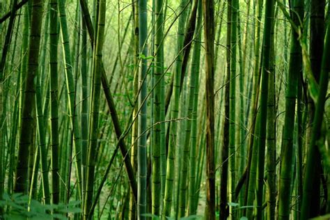 The Sustainability Of Bamboo A Comprehensive Guide