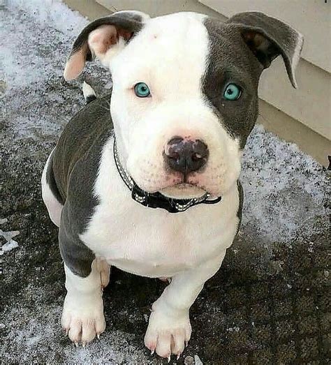 Tag Someone Who Needs To See This Beautiful Puppy😍💓 Cute Baby