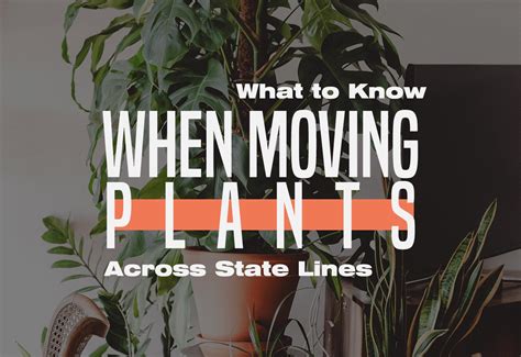 What To Know When Moving Plants Across State Lines