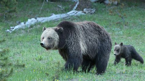 Lives Of Grizzly Bears Must Remain Protected By Law Rules Court Twib
