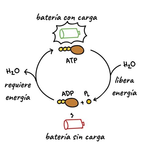 Como Se Forma El Atp En Las Celulas Consejos Celulares