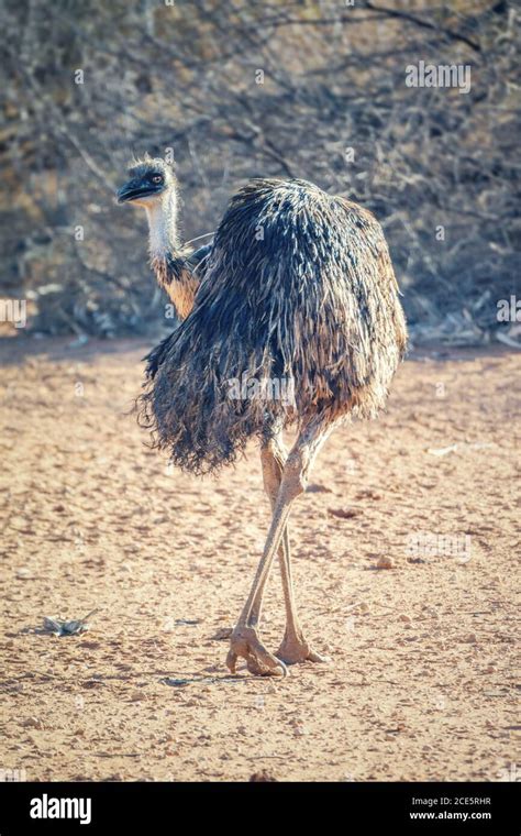 Emu Bird In The Australia Outback Stock Photo Alamy