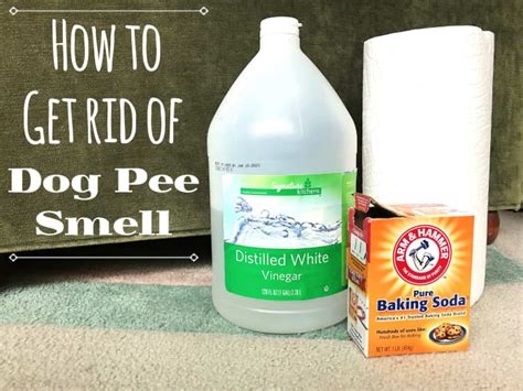 How To Remove The Odor Of Dog Urine From Carpets — Naive Pets