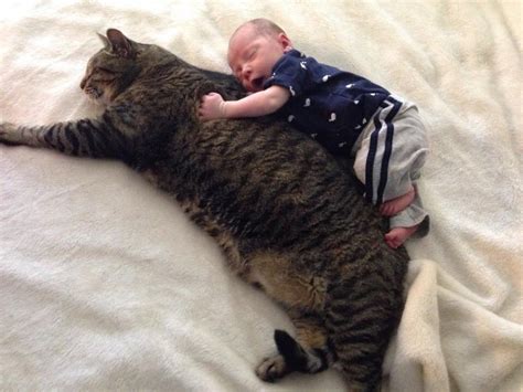 Tabby Cat And Baby Are Cuddle Buddies For Life