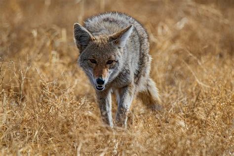 9 Spiritual Meanings Of Seeing A Coyote In The Daytime And Night