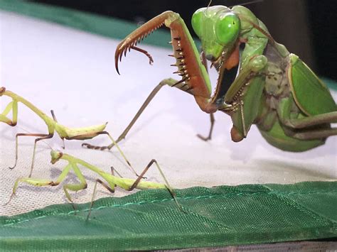 Hierodula Majuscula Giant Australian Rainforest Mantis Usmantis