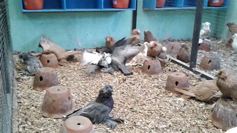 Bokhara Trumpeter Fancy Pigeons By Labong Aviary In The Philippines
