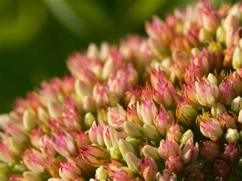 Growing Stonecrops Learn More About Stonecrop Perennials
