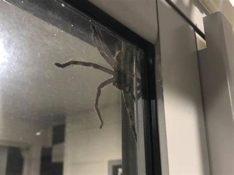 Hauntingly Huge Huntsman Spider Perches On Window Of Australian House Abc News