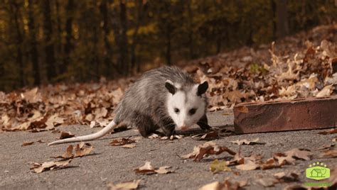 How To Get Rid Of Possums In Your Backyard Natural Remedy