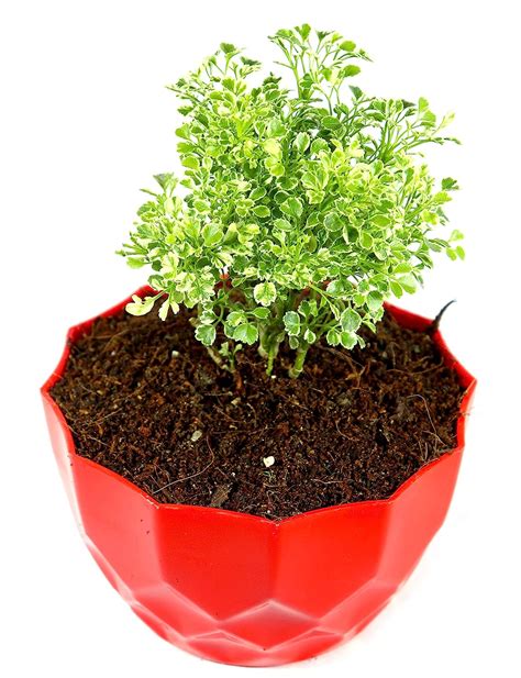 Healthy Petals Geranium Aralia Variegated Indoor Plant With Beautiful