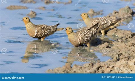 Flock Of Namaqua Sandgrouse Drinks Water From A Waterhole In Kalahari