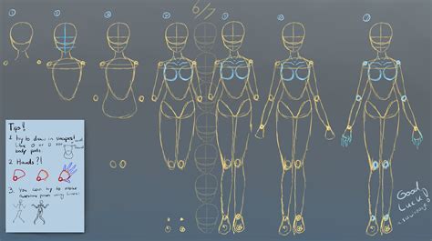 How To Draw Anime Girl Body Proportions
