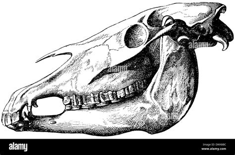 Aggregate More Than 76 Horse Skull Sketch Latest Vn