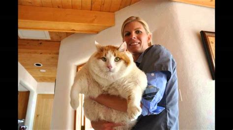Largest Biggest Heaviest Cats In The World Youtube