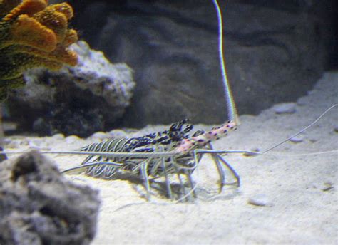 Painted Spiny Lobster