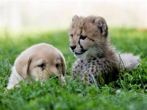 This Baby Cheetah And Puppy Are Being Raised As Bffs And