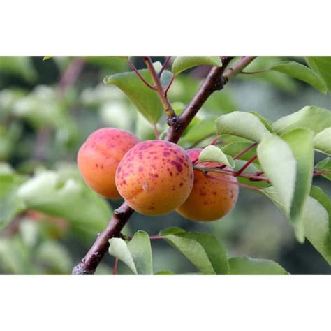 Online Orchards Dwarf Moorpark Apricot Tree Largest And Sweetest