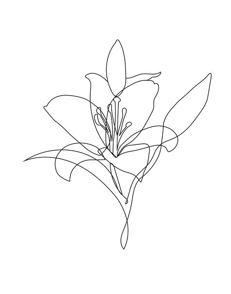 Lily Floral Sketch Clipart Png Digital Design Download Sublimation