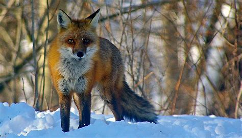 The Red Fox Life In The Finger Lakes